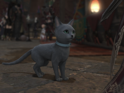 FFXIV Dawntrail Bluecoat Cat